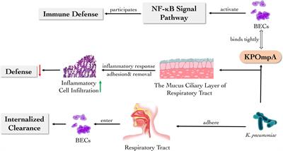 Host defense against the infection of Klebsiella pneumoniae: New strategy to kill the bacterium in the era of antibiotics?